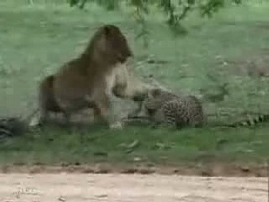 Aslan ve çitanın ölümüne kapışması