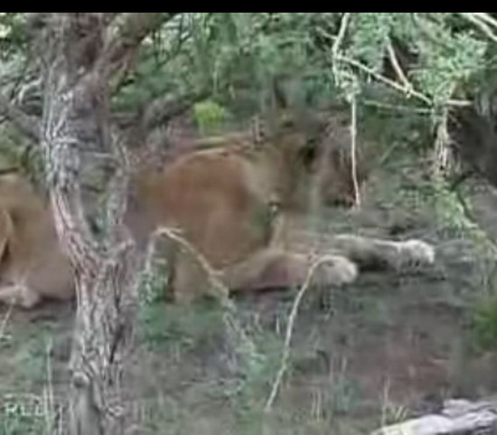 Aslan ve çitanın ölümüne kapışması