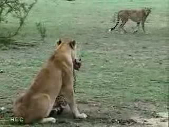 Aslan ve çitanın ölümüne kapışması