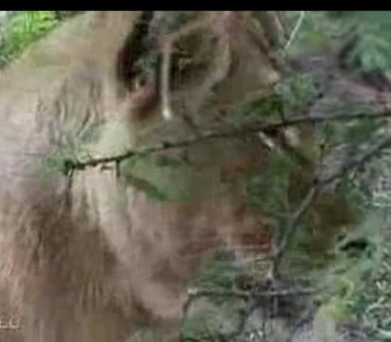 Aslan ve çitanın ölümüne kapışması