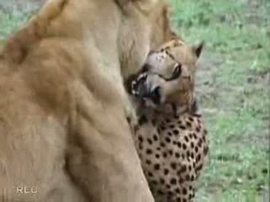 Aslan ve çitanın ölümüne kapışması