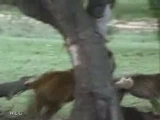Aslan ve çitanın ölümüne kapışması