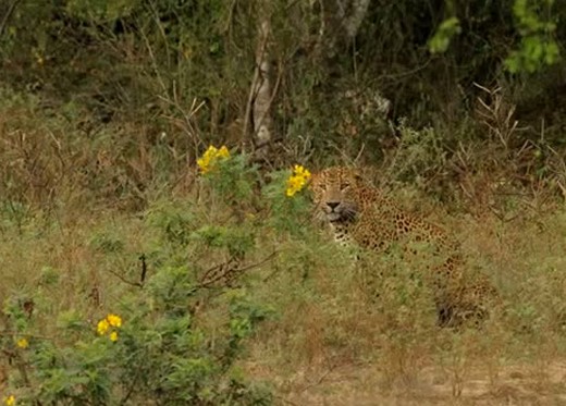 Leopar, Domuza karşı