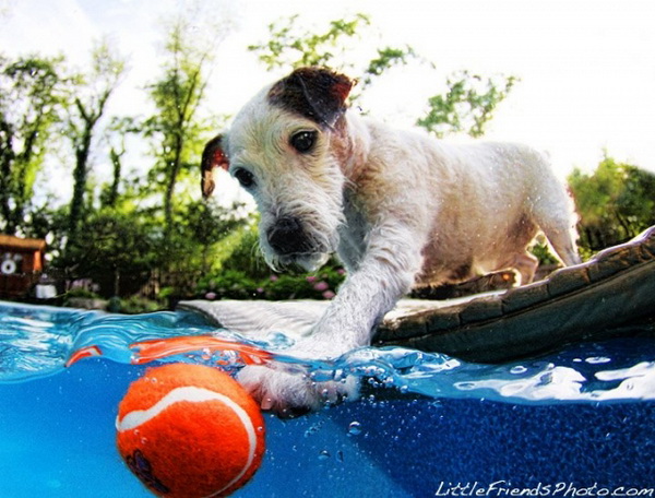Bir köpeğin en korkunç hali!